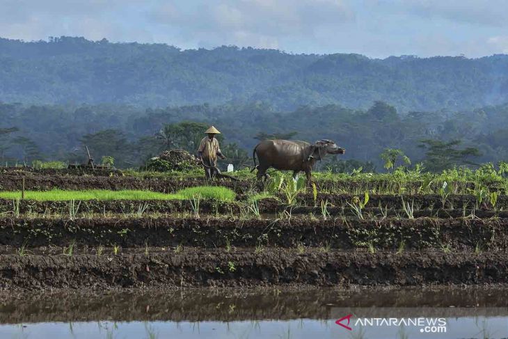 Detail Gambar Petani Membajak Sawah Nomer 33