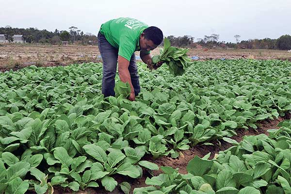 Detail Gambar Petani Menanam Sayuran Nomer 2