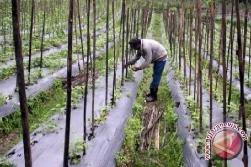 Detail Gambar Petani Menanam Sayuran Nomer 47