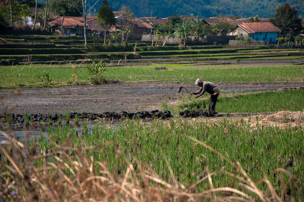 Detail Gambar Petani Mencangkul Nomer 16