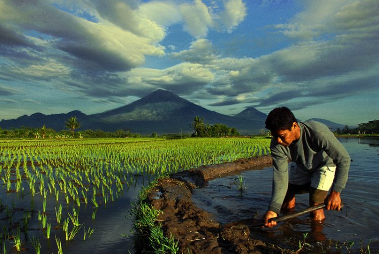 Detail Gambar Petani Mencangkul Nomer 35