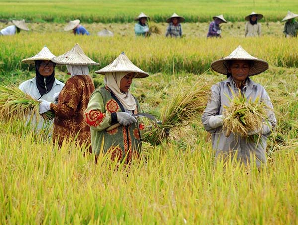 Gambar Petani Padi - KibrisPDR