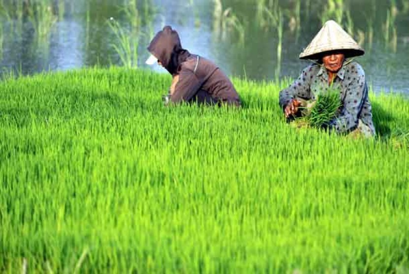 Detail Gambar Petani Padi Nomer 13