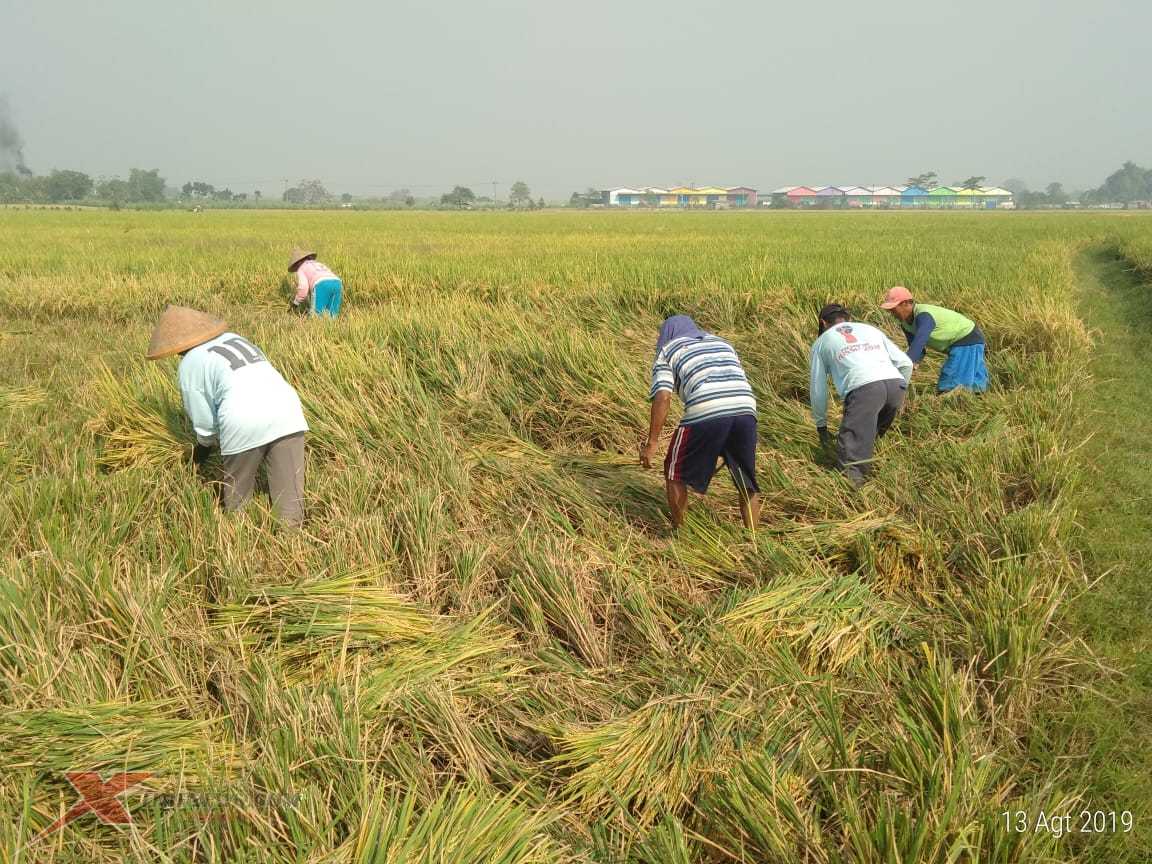 Detail Gambar Petani Padi Nomer 14