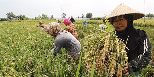 Detail Gambar Petani Padi Nomer 20