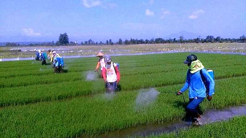 Detail Gambar Petani Padi Nomer 21