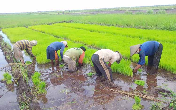 Detail Gambar Petani Padi Nomer 23