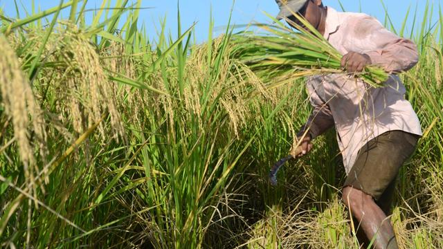 Detail Gambar Petani Padi Nomer 24