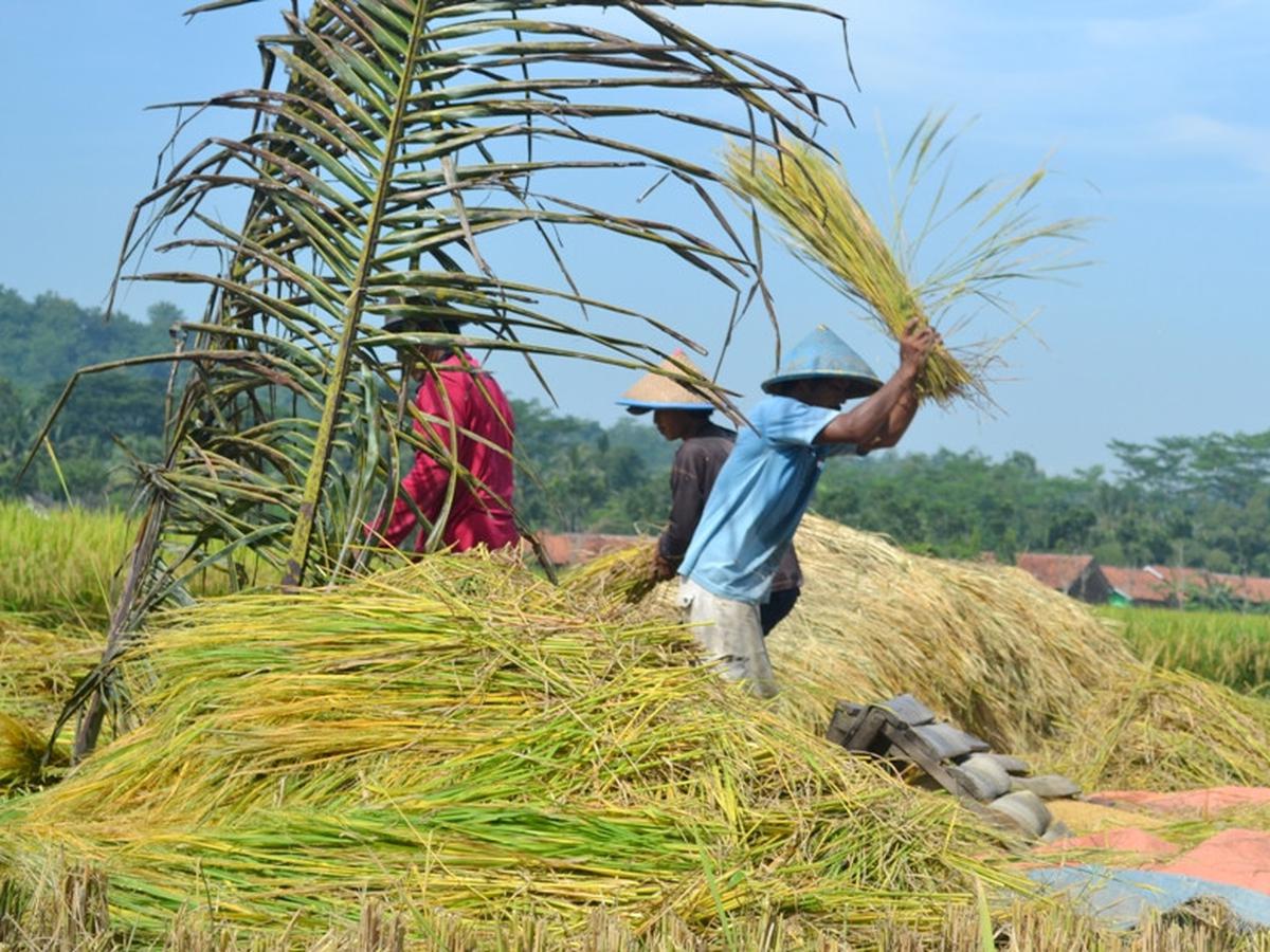 Detail Gambar Petani Padi Nomer 25