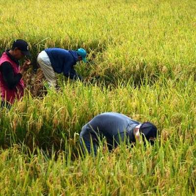 Detail Gambar Petani Padi Nomer 28