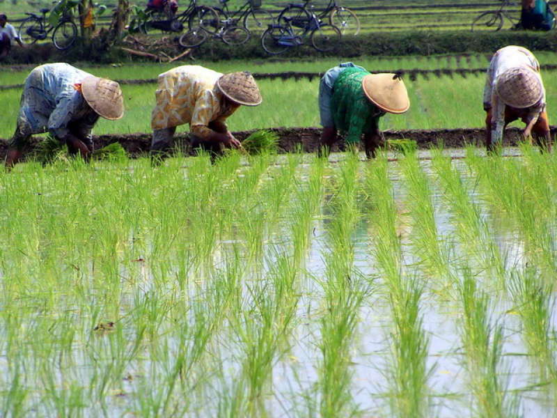 Detail Gambar Petani Padi Nomer 4