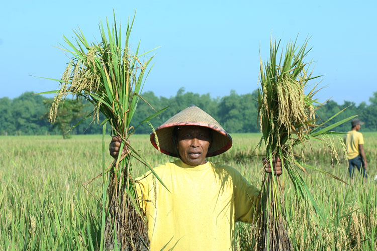 Detail Gambar Petani Padi Nomer 29