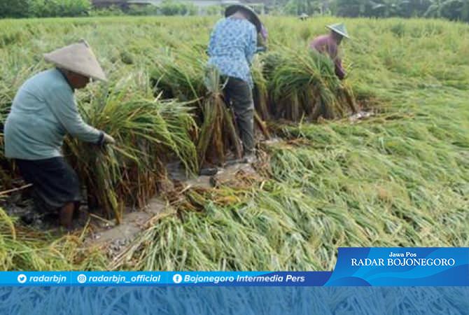 Detail Gambar Petani Padi Nomer 32