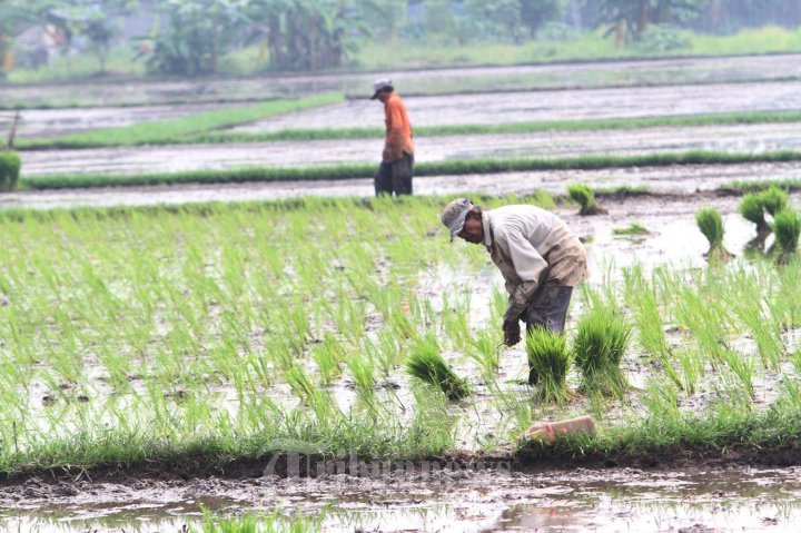 Detail Gambar Petani Padi Nomer 39