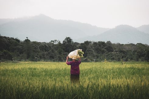 Detail Gambar Petani Padi Nomer 46