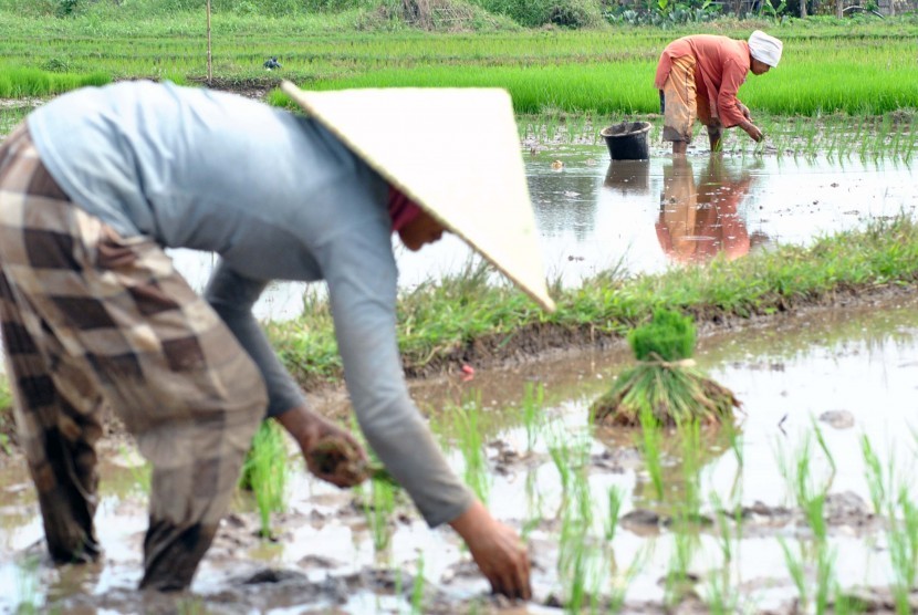 Detail Gambar Petani Padi Nomer 47