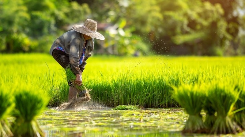 Detail Gambar Petani Padi Nomer 50