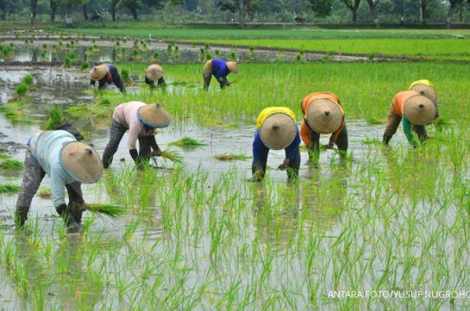 Detail Gambar Petani Padi Nomer 51