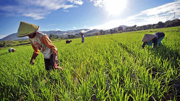 Detail Gambar Petani Padi Nomer 52