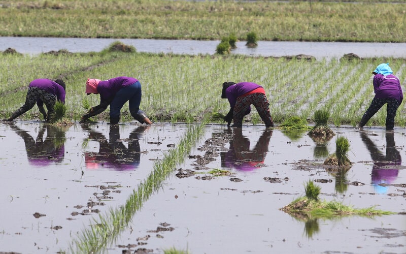 Detail Gambar Petani Padi Nomer 10