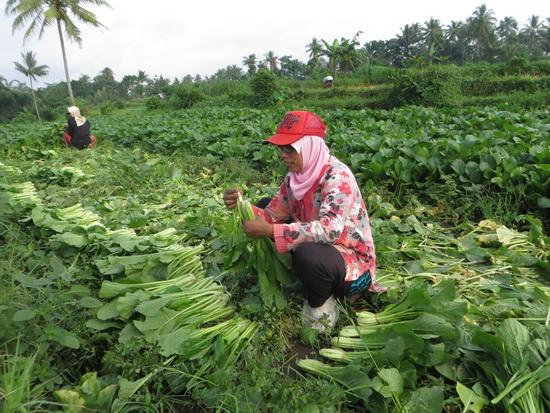 Detail Gambar Petani Sayur Nomer 12