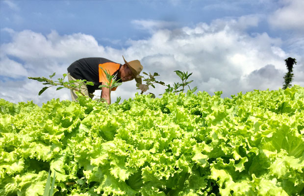 Download Gambar Petani Sayur Nomer 15