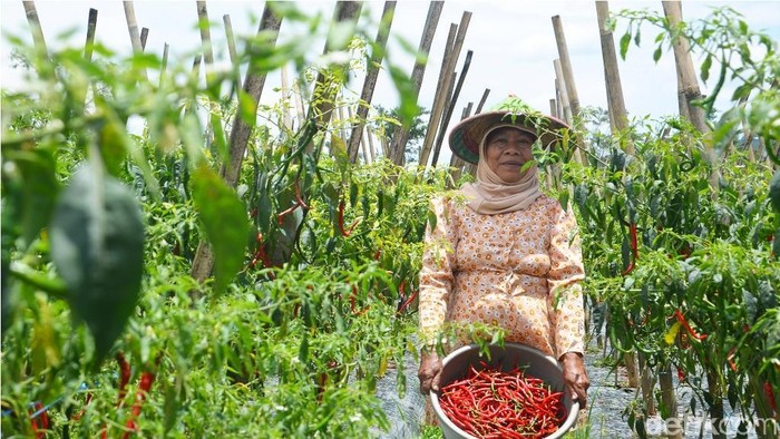 Detail Gambar Petani Sayur Nomer 20