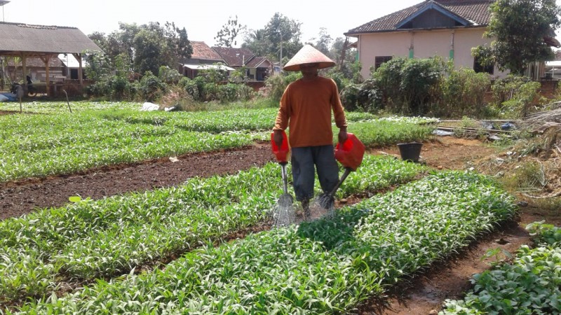 Detail Gambar Petani Sayur Nomer 32