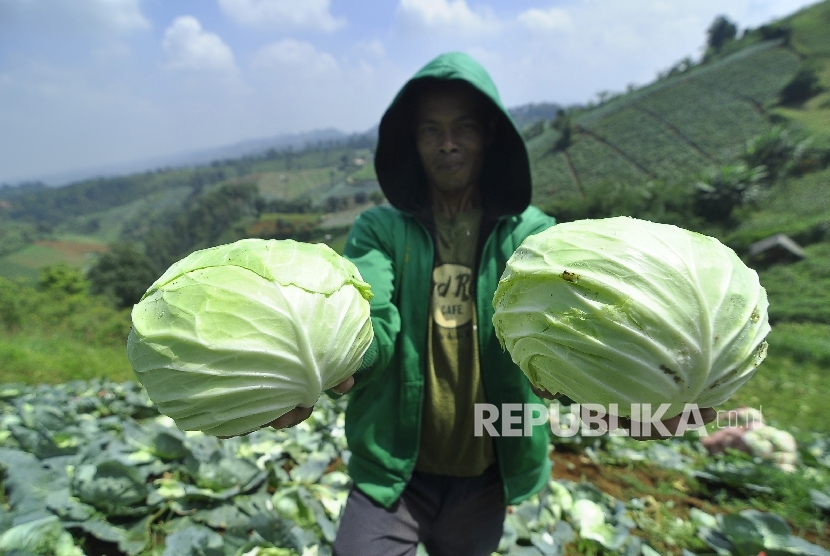 Detail Gambar Petani Sayur Nomer 45