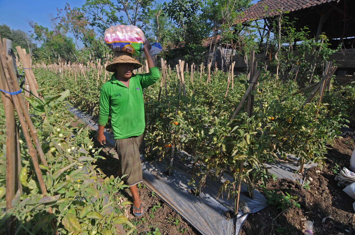 Detail Gambar Petani Sayur Nomer 50