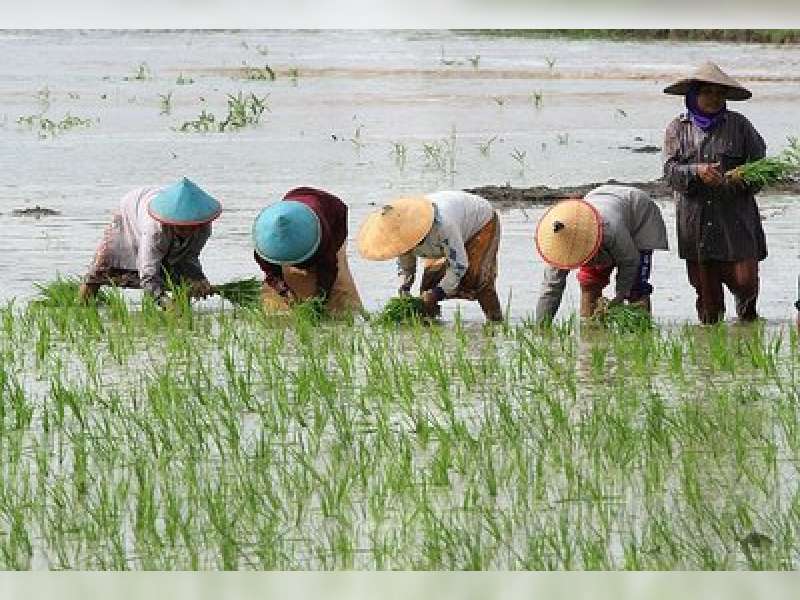 Detail Gambar Petani Sedang Menanam Padi Nomer 13