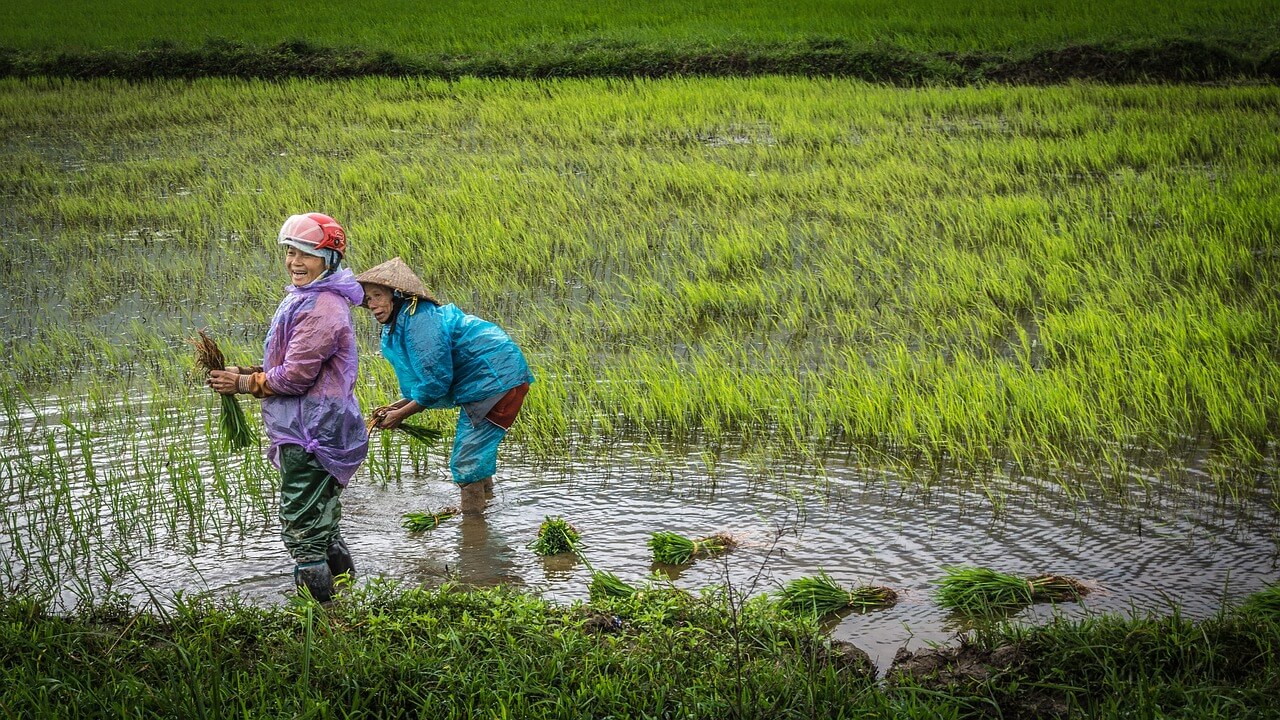 Detail Gambar Petani Sedang Menanam Padi Nomer 19