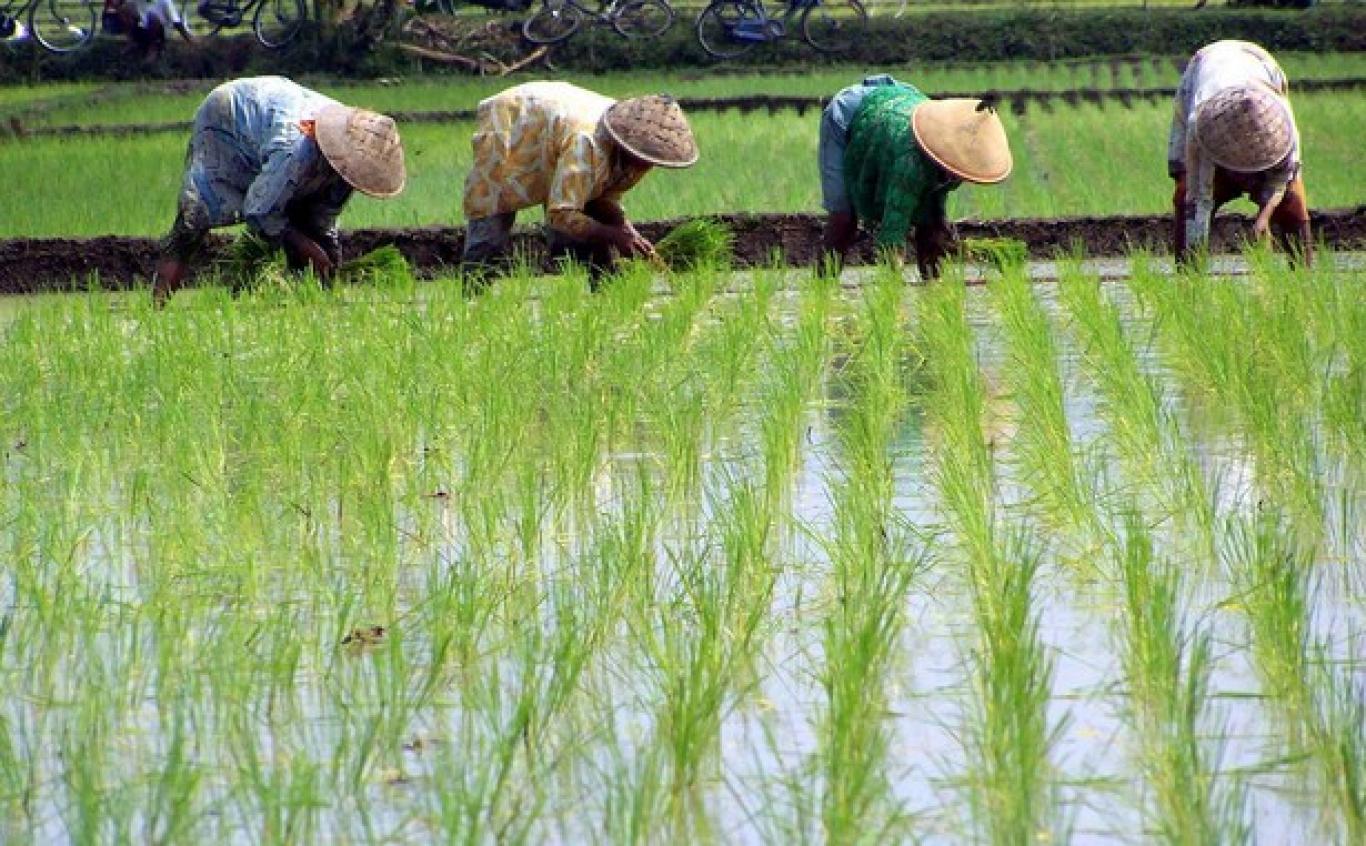 Detail Gambar Petani Sedang Menanam Padi Nomer 3