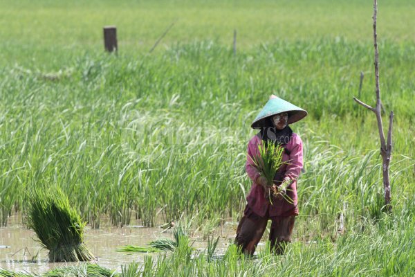 Detail Gambar Petani Sedang Menanam Padi Nomer 20