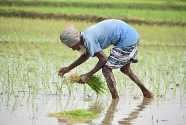 Detail Gambar Petani Sedang Menanam Padi Nomer 22