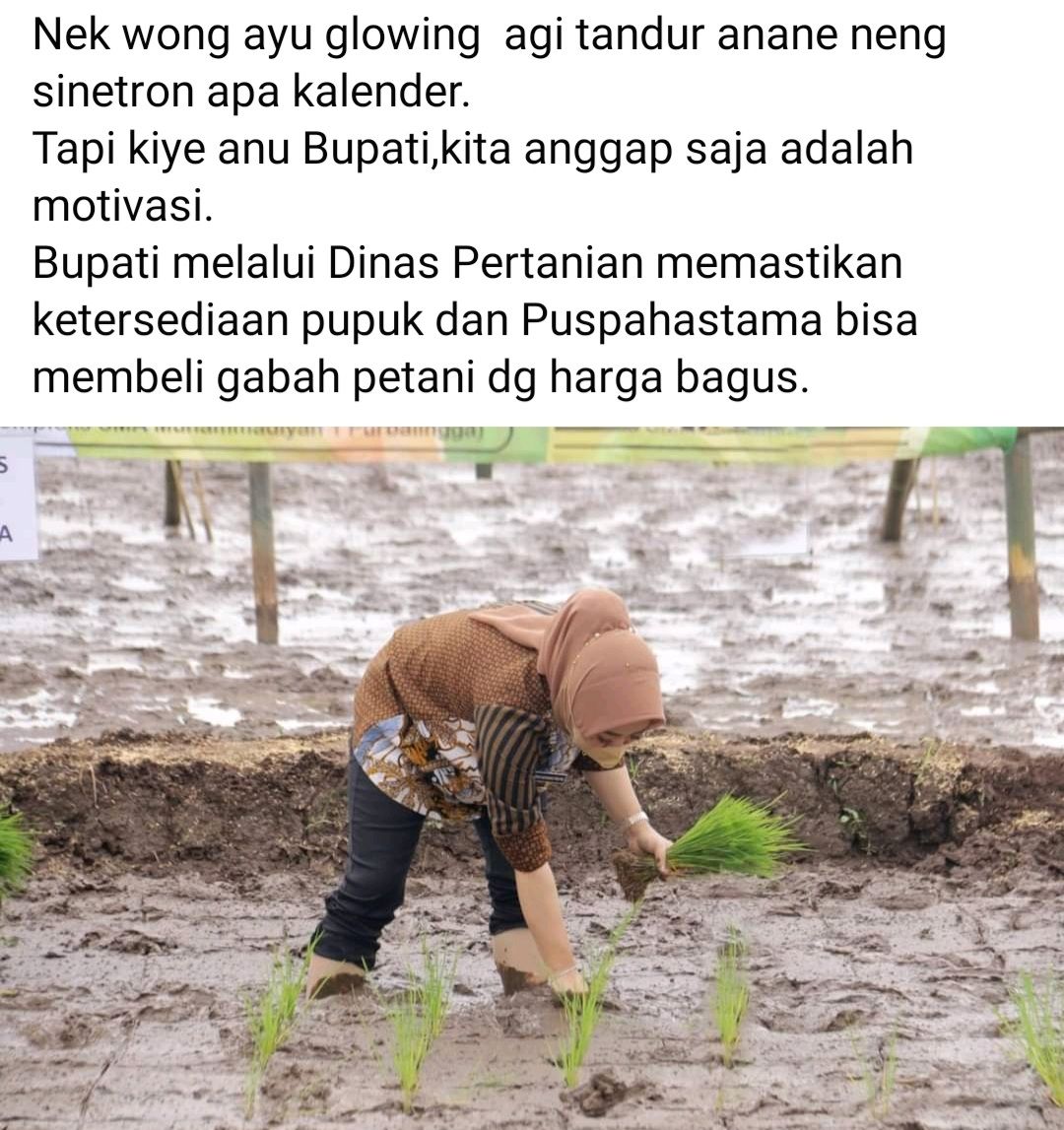 Detail Gambar Petani Sedang Menanam Padi Nomer 30