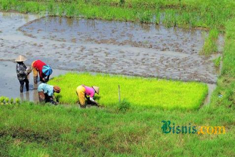 Detail Gambar Petani Sedang Menanam Padi Nomer 32