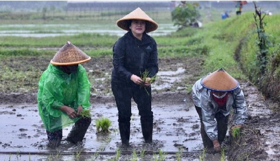 Detail Gambar Petani Sedang Menanam Padi Nomer 34