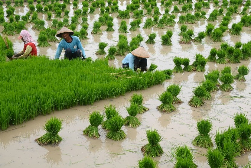 Detail Gambar Petani Sedang Menanam Padi Nomer 37