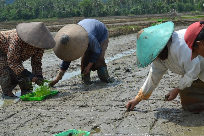 Detail Gambar Petani Sedang Menanam Padi Nomer 45