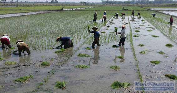 Detail Gambar Petani Sedang Menanam Padi Nomer 49