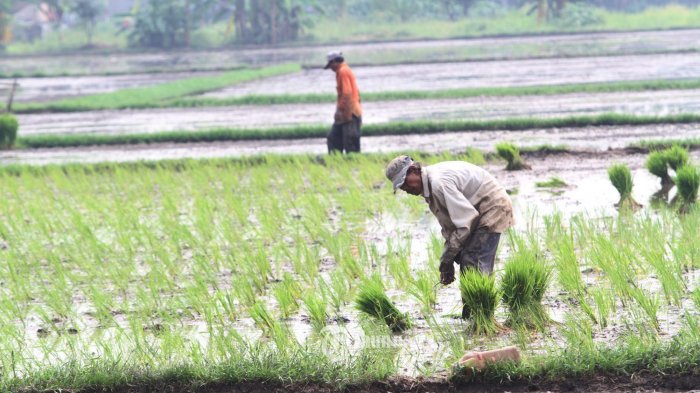 Detail Gambar Petani Sedang Menanam Padi Nomer 8