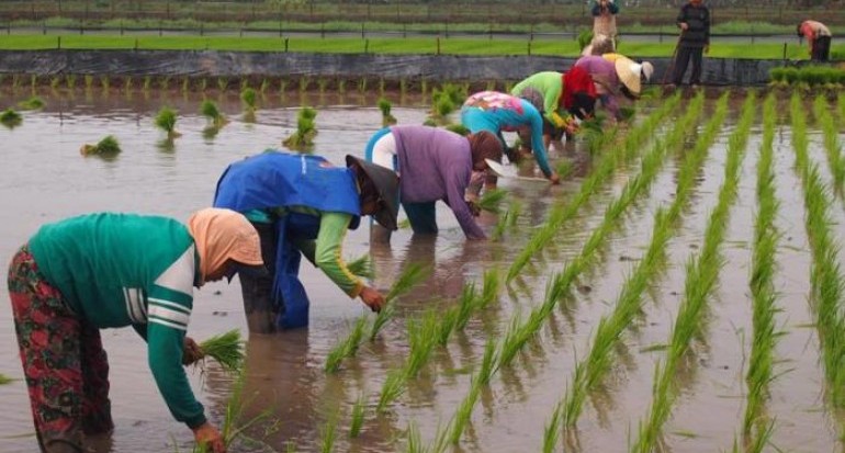 Detail Gambar Petani Sedang Menanam Padi Nomer 9