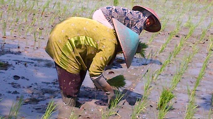 Detail Gambar Petani Sedang Mencangkul Nomer 3