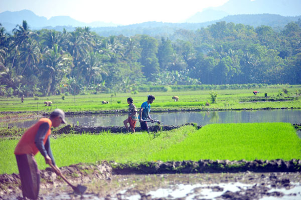 Detail Gambar Petani Sedang Mencangkul Sawah Nomer 19