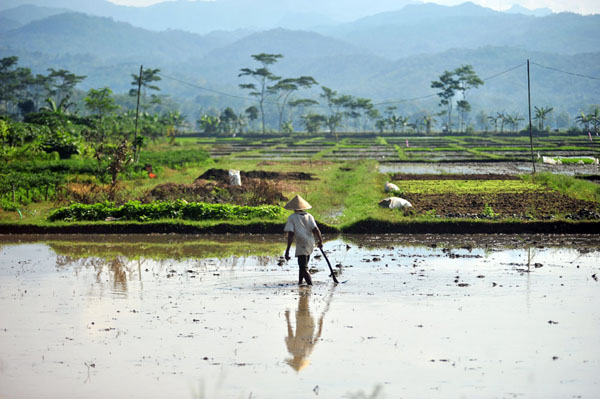 Detail Gambar Petani Sedang Mencangkul Sawah Nomer 20