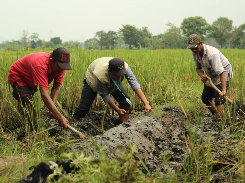 Detail Gambar Petani Sedang Mencangkul Sawah Nomer 37