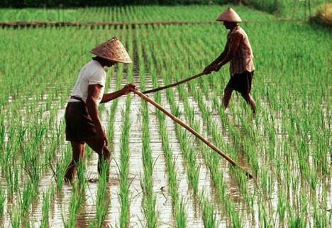 Detail Gambar Petani Sedang Mencangkul Sawah Nomer 39