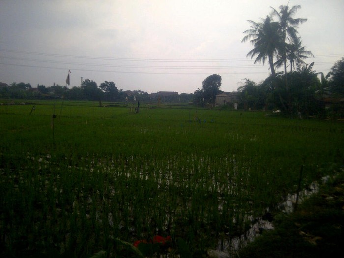 Detail Gambar Petani Sedang Mencangkul Sawah Nomer 45