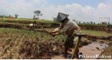 Detail Gambar Petani Sedang Mencangkul Sawah Nomer 6